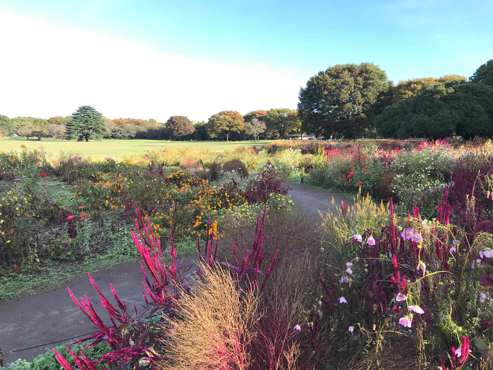 原っぱ南花畑ブーケガーデン