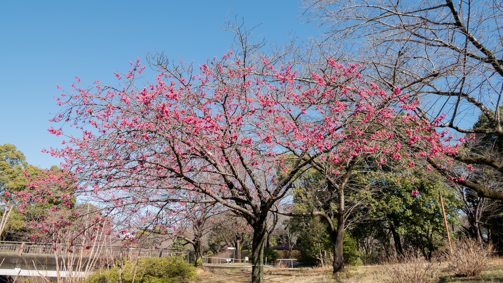 昭和記念公園