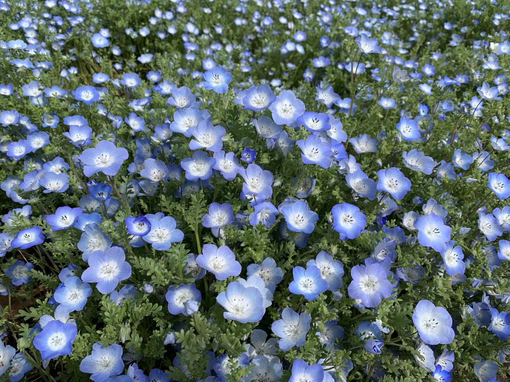 西花畑ネモフィラ