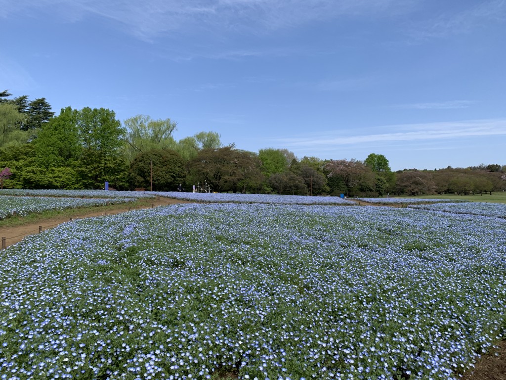 西花畑ネモフィラ