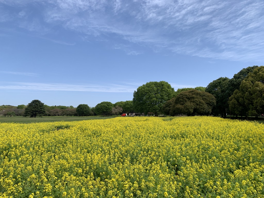 南花畑ナノハナ