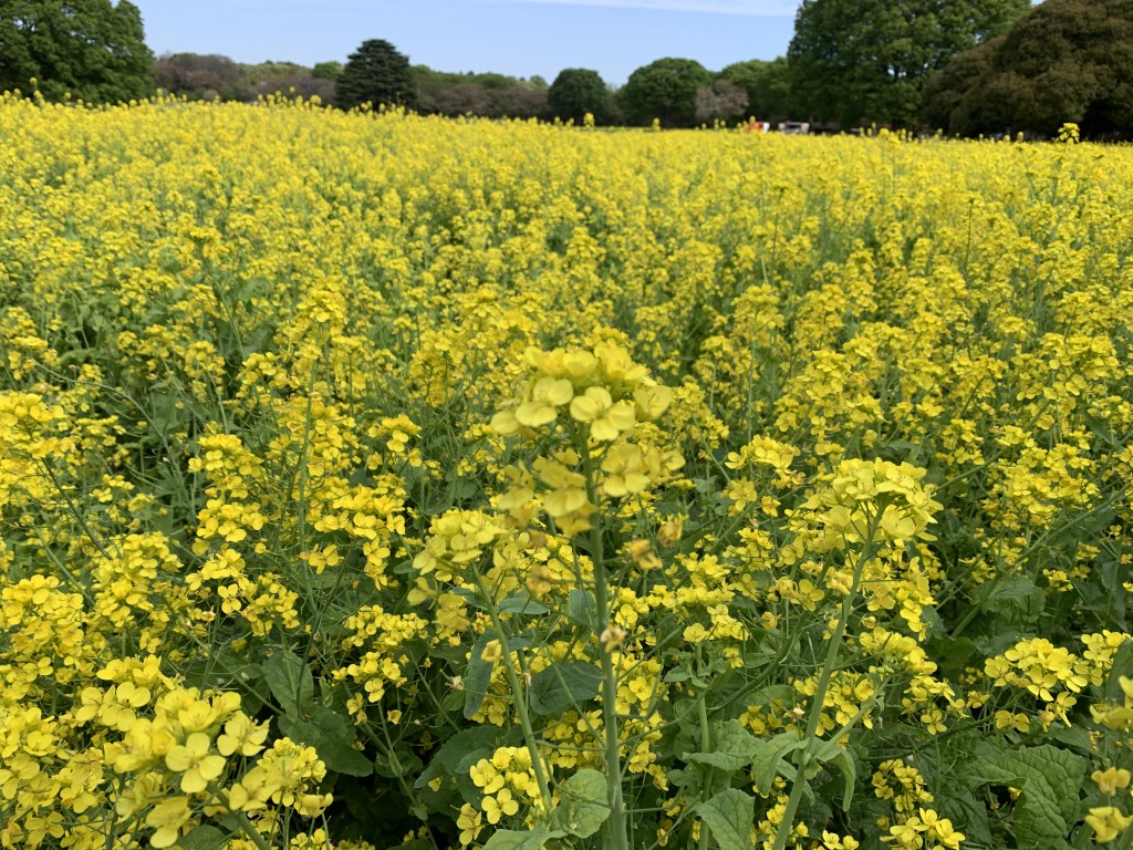 南花畑ナノハナ