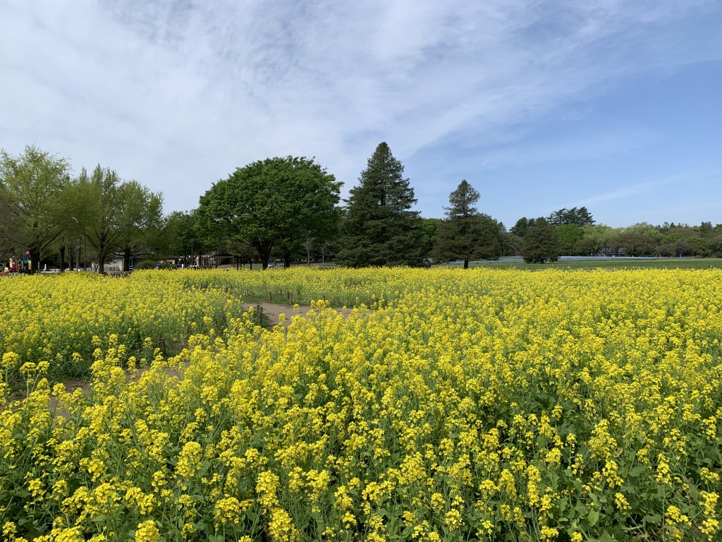南花畑ナノハナ