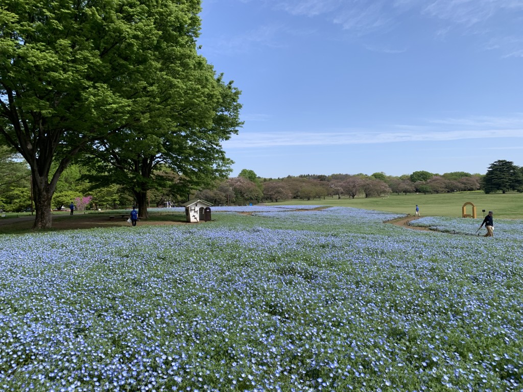 西花畑ネモフィラ