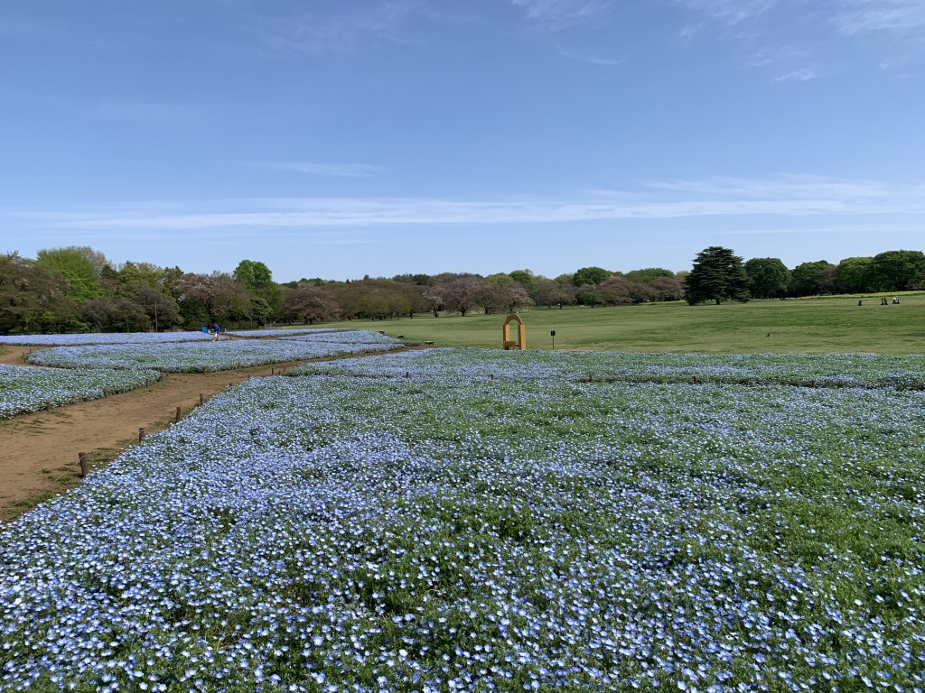 西花畑ネモフィラ