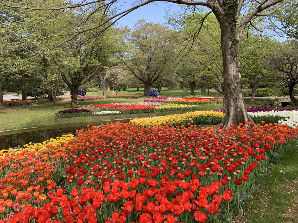 渓流広場チューリップ