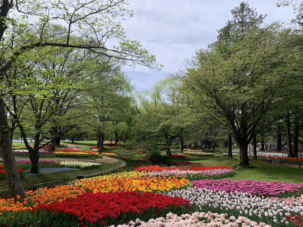 渓流広場チューリップ