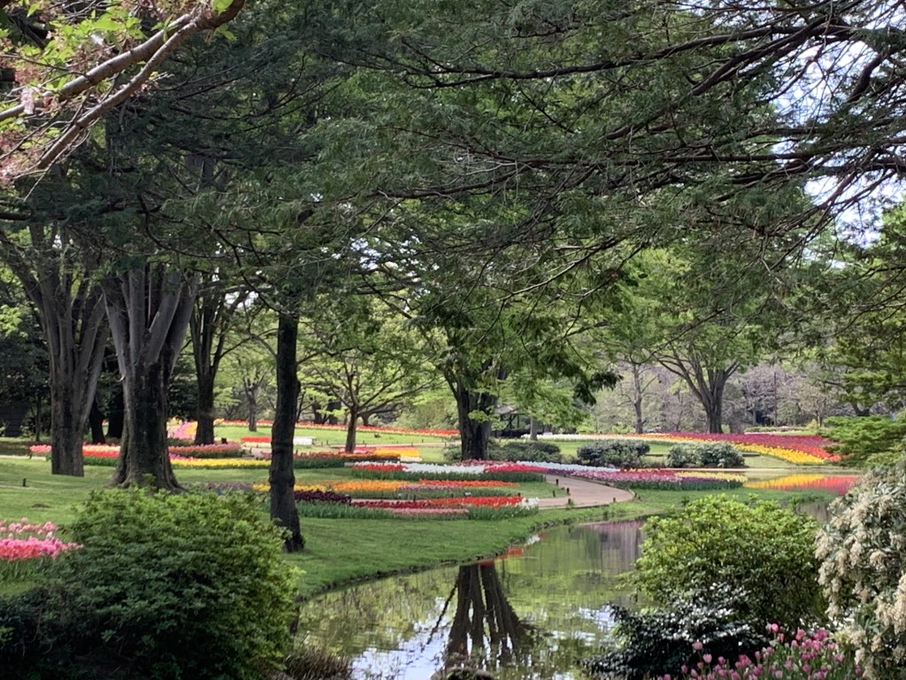 渓流広場チューリップ