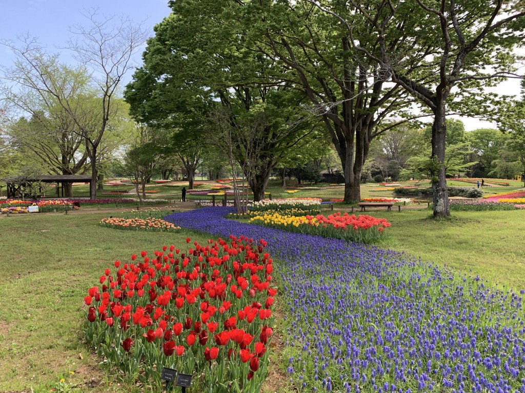 渓流広場チューリップ