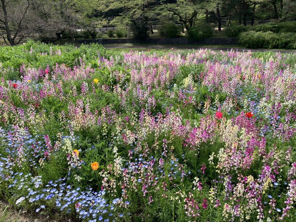 ハーブの丘ネモフィラ