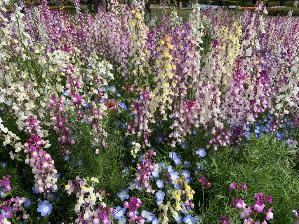 ハーブの丘リナリア