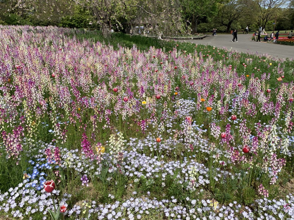 ハーブの丘ネモフィラ