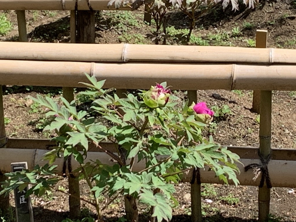 日本庭園ボタン