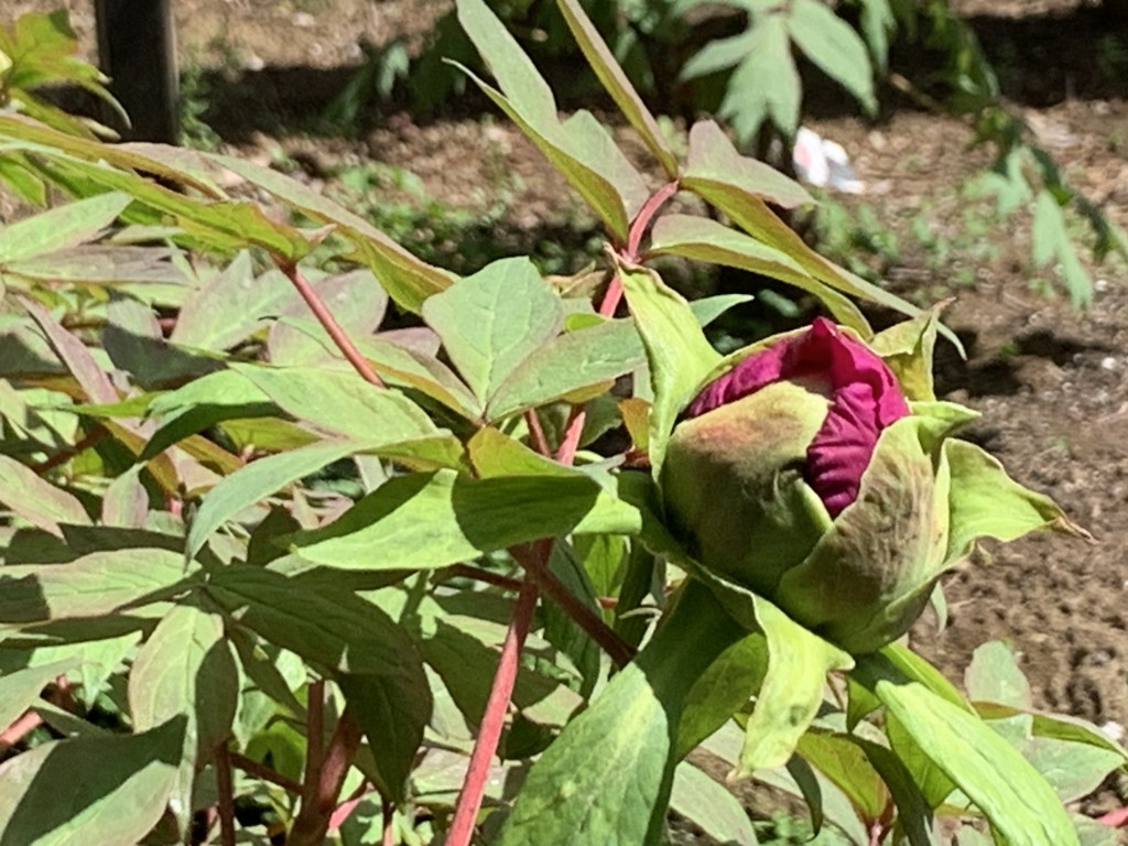 日本庭園ボタン