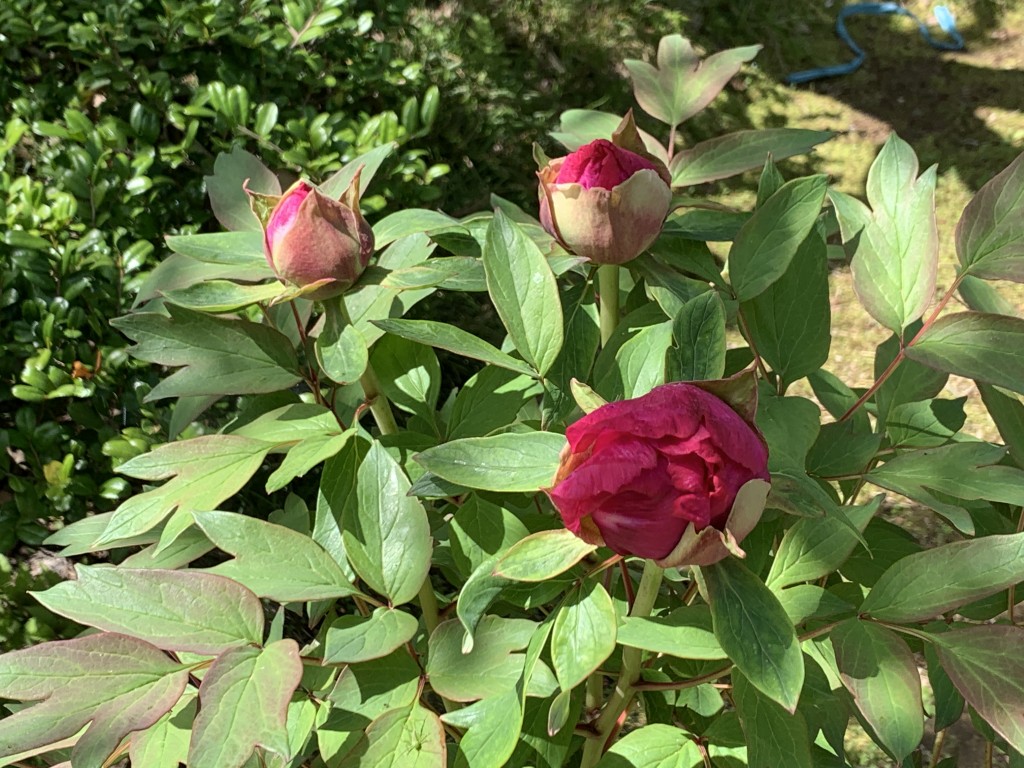 日本庭園ボタン