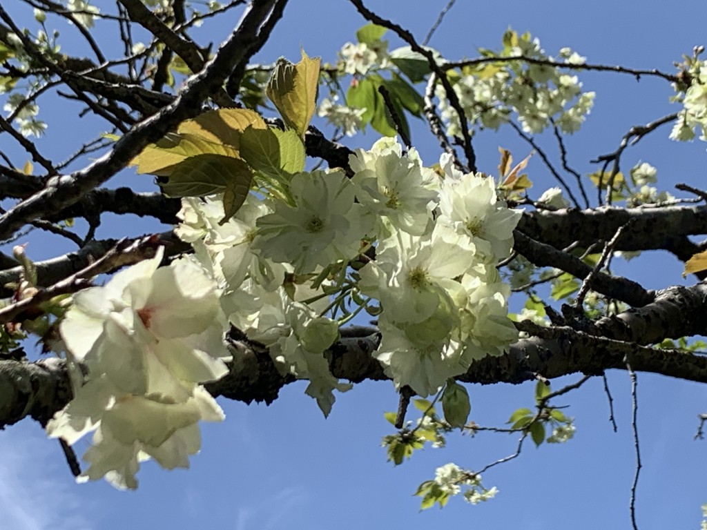 原っぱ東ウコン