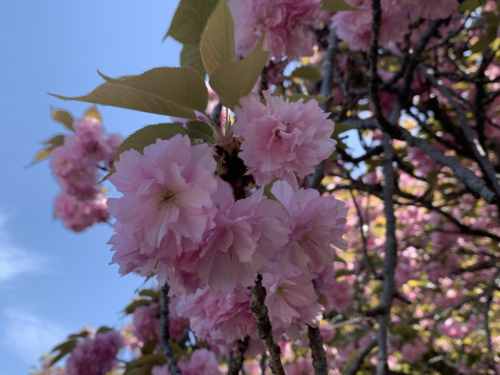 立川口カンザン