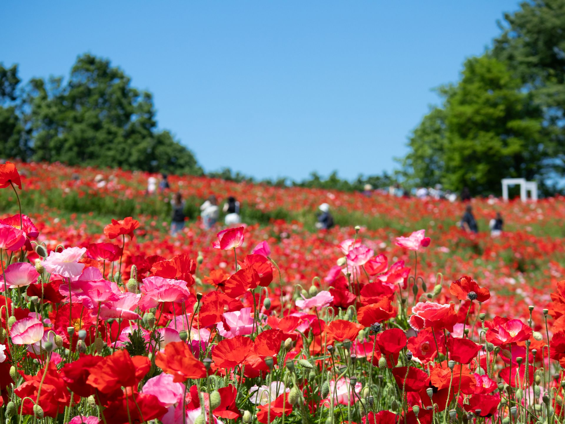 昭和記念公園