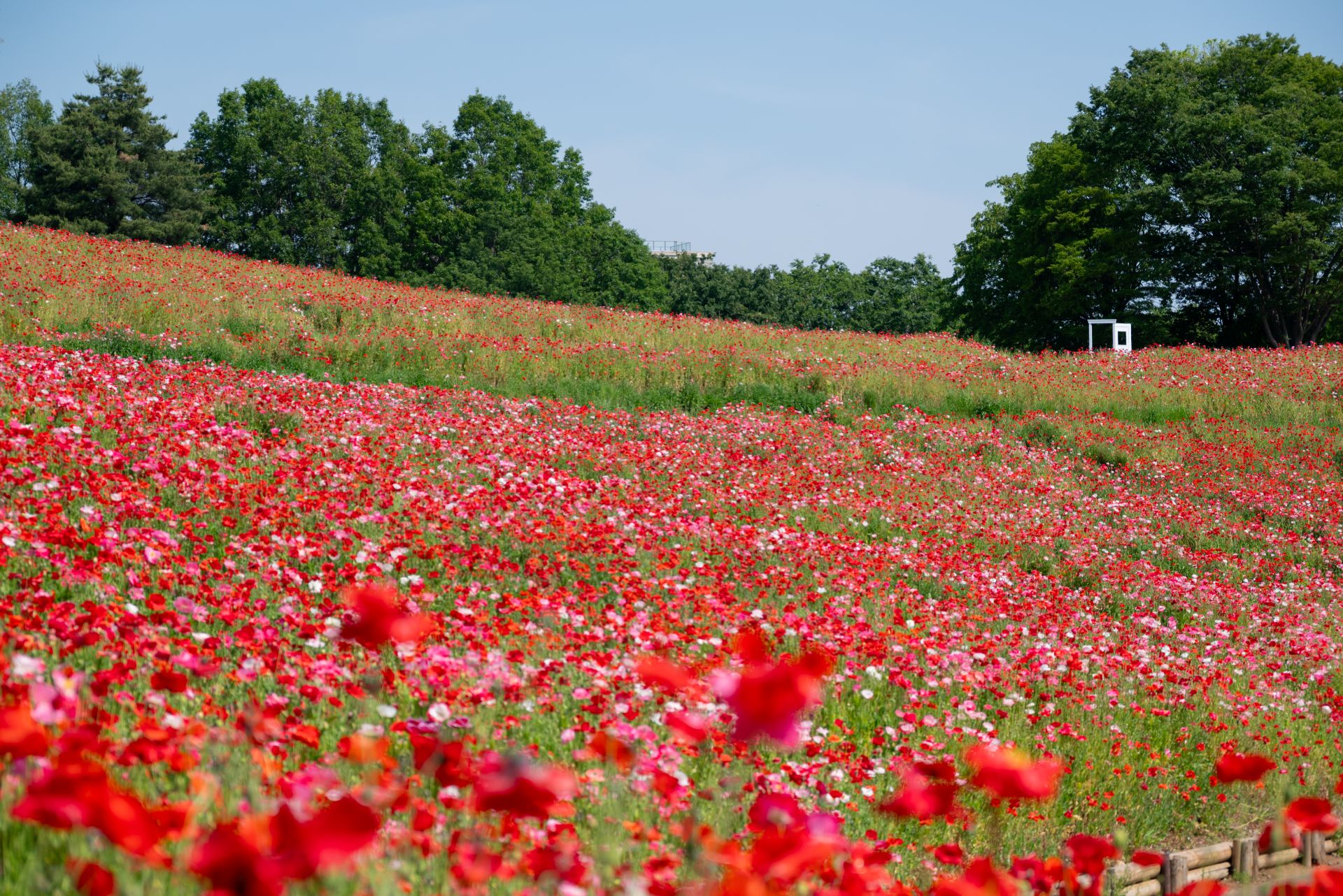 昭和記念公園