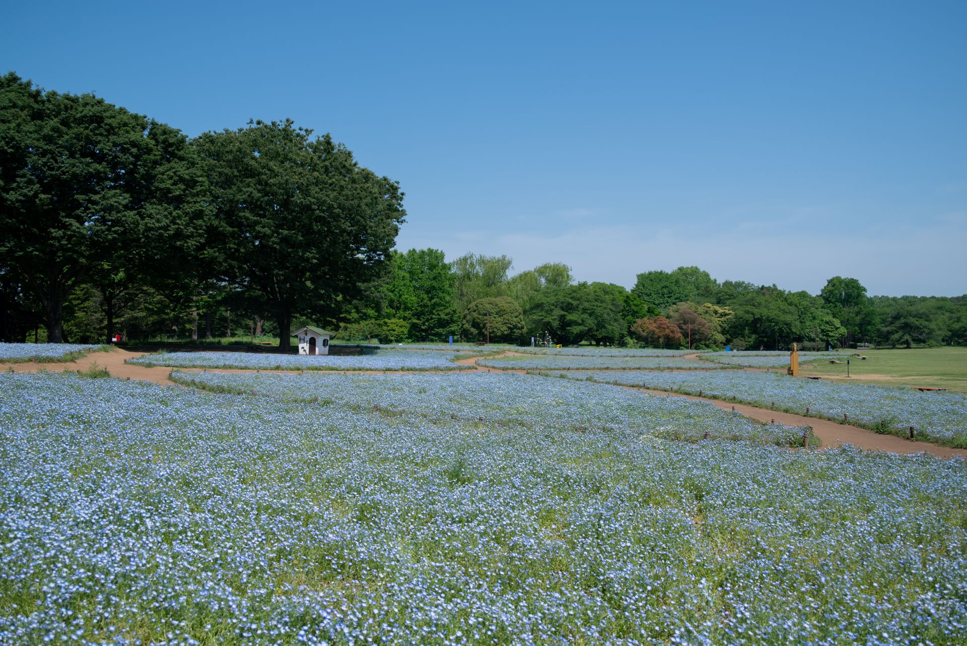 昭和記念公園