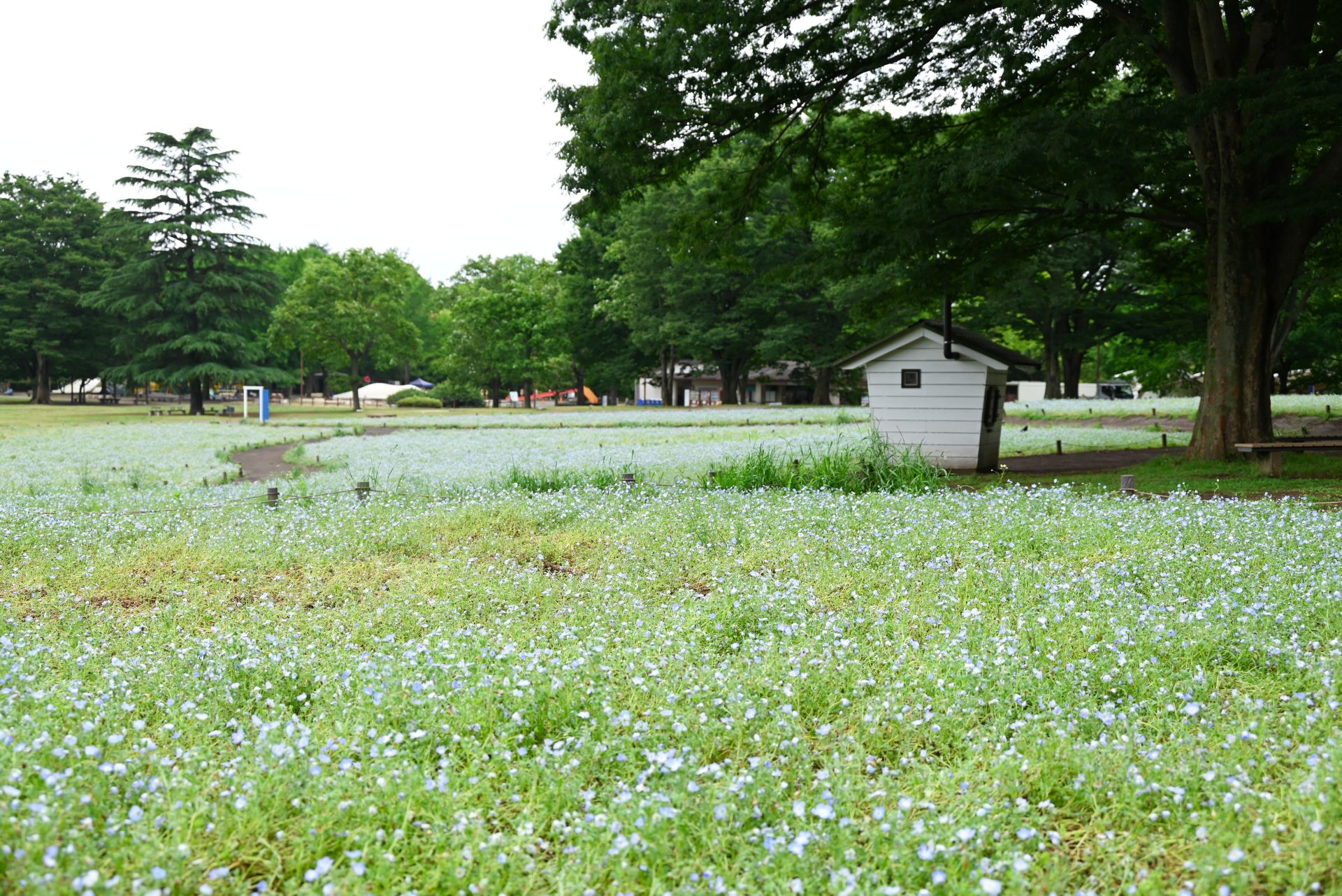 昭和記念公園