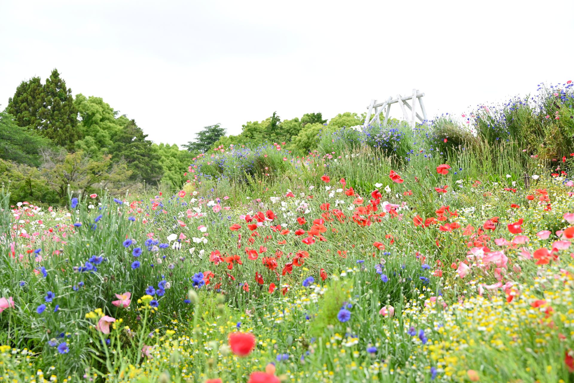 昭和記念公園