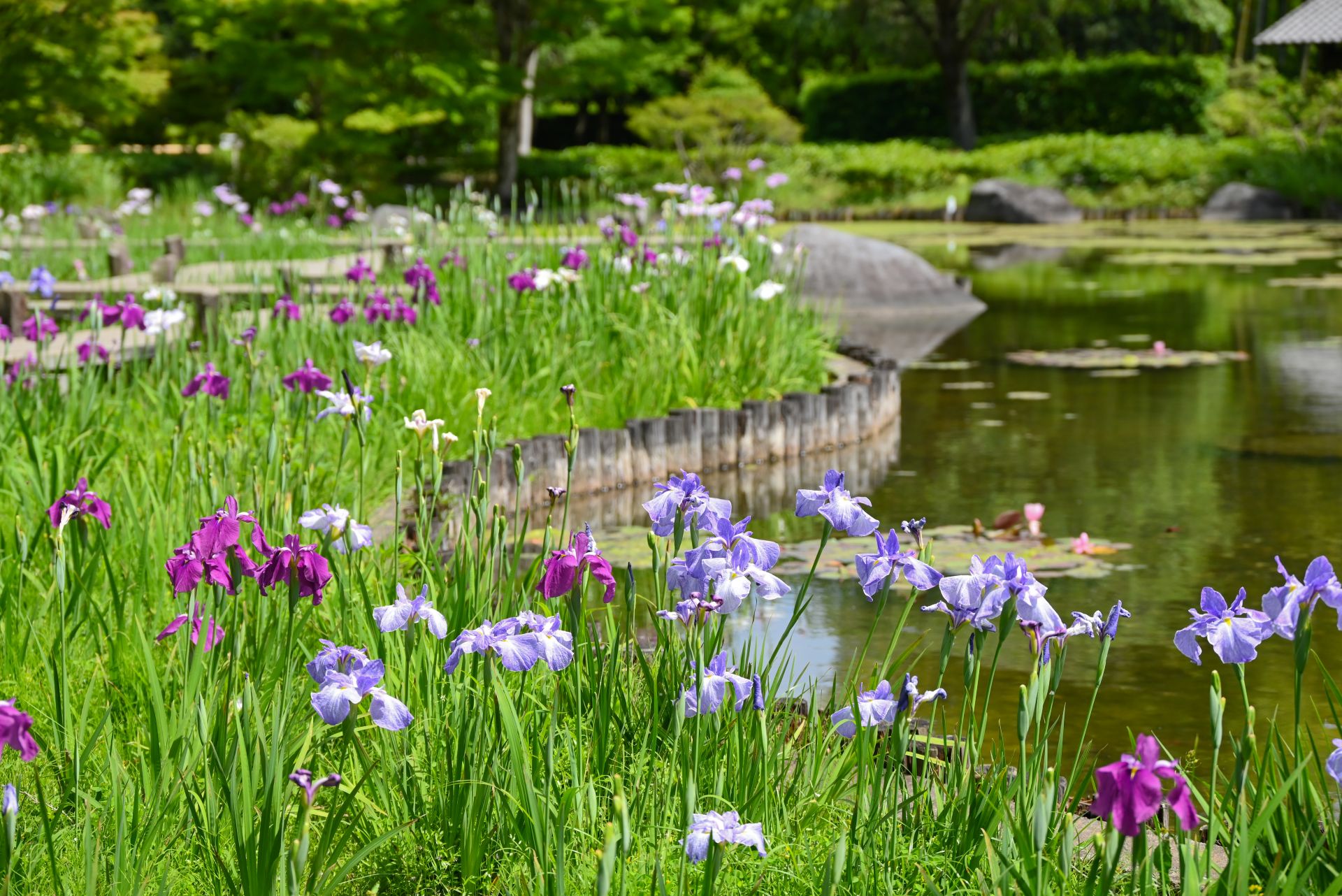 昭和記念公園