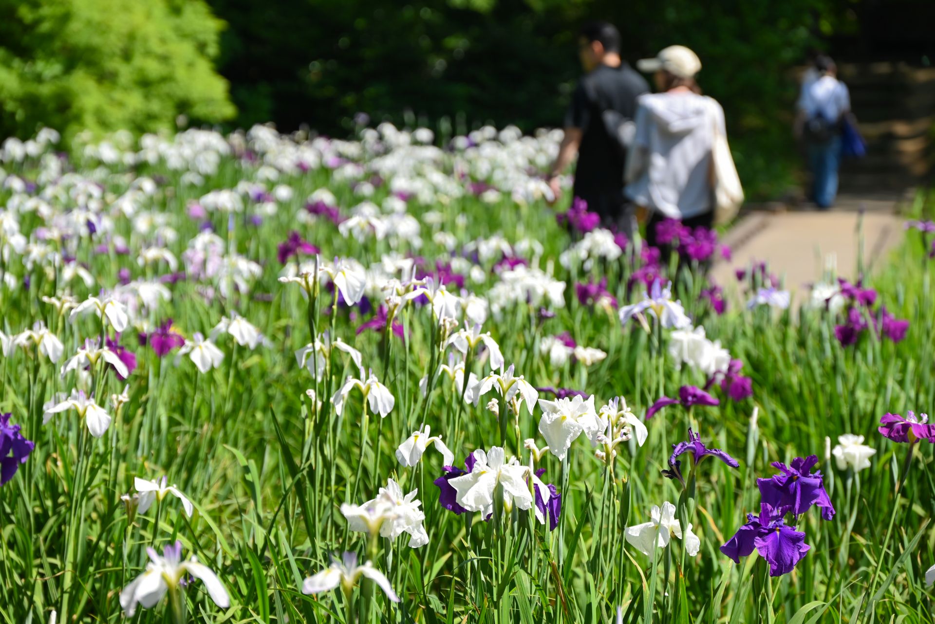 昭和記念公園