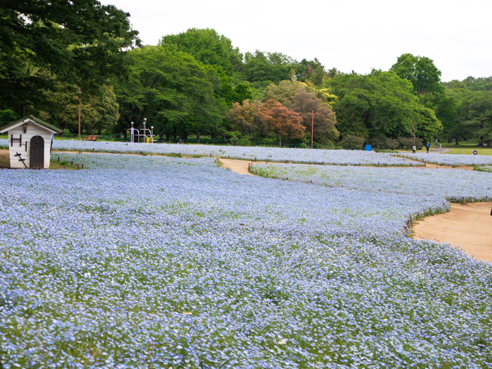 昭和記念公園