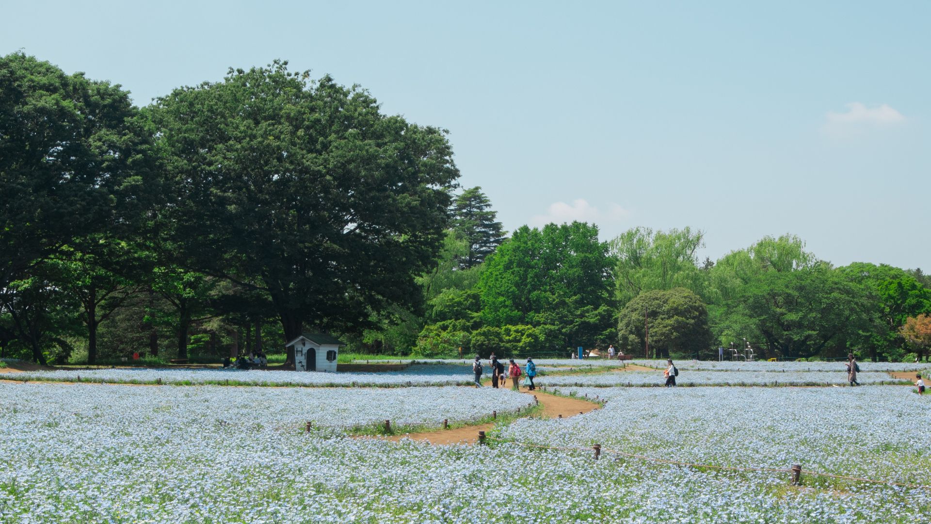 昭和記念公園