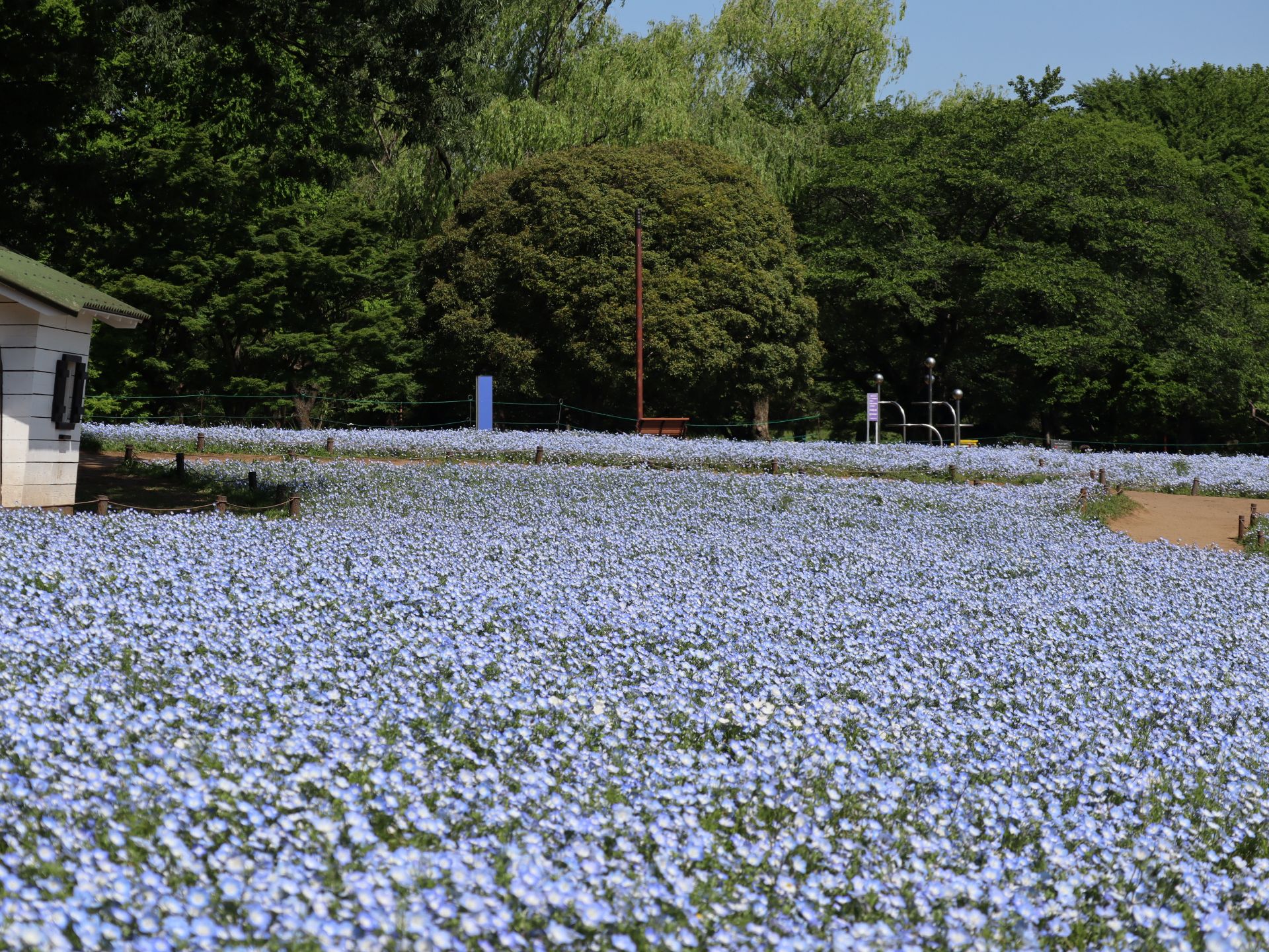 昭和記念公園