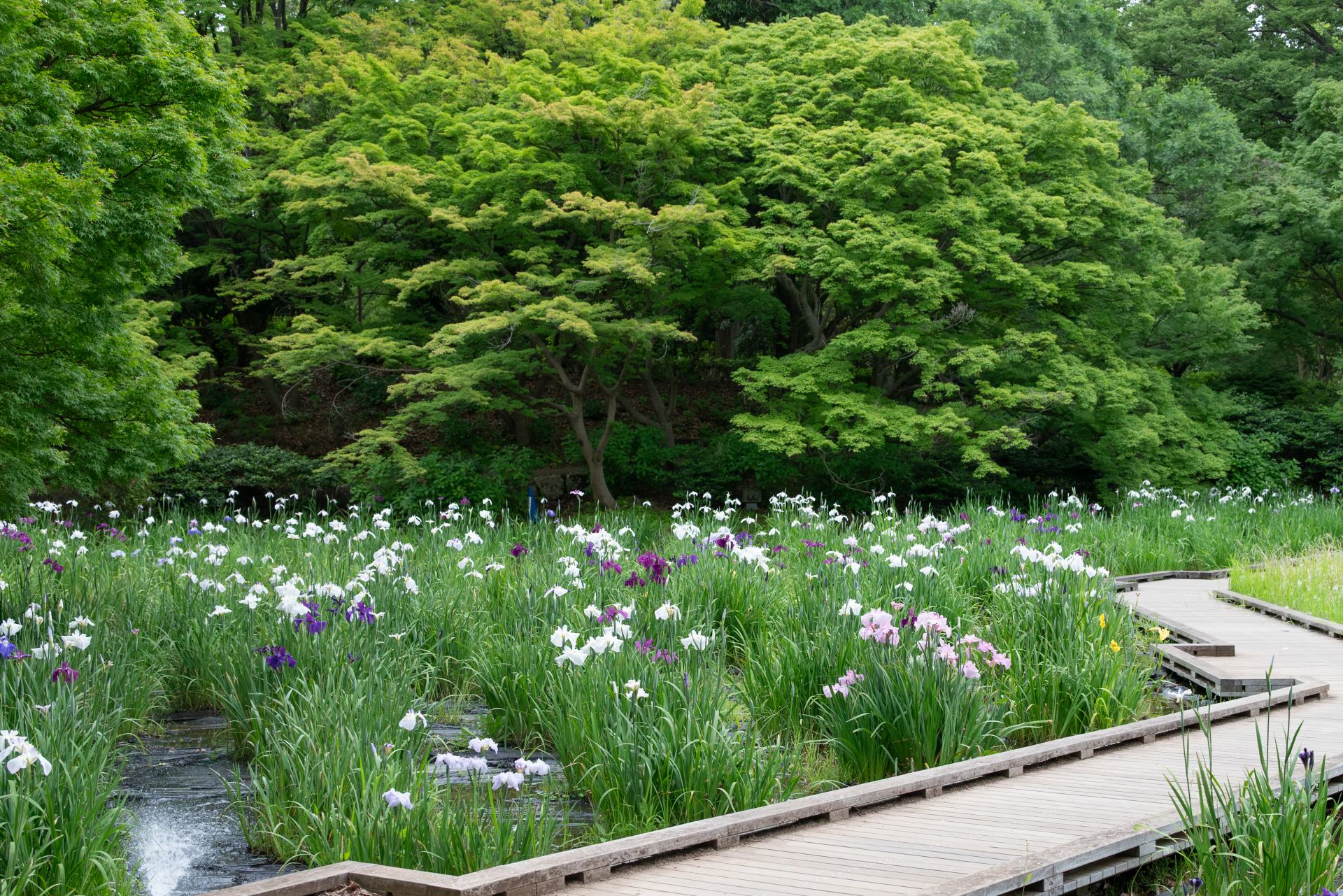 昭和記念公園