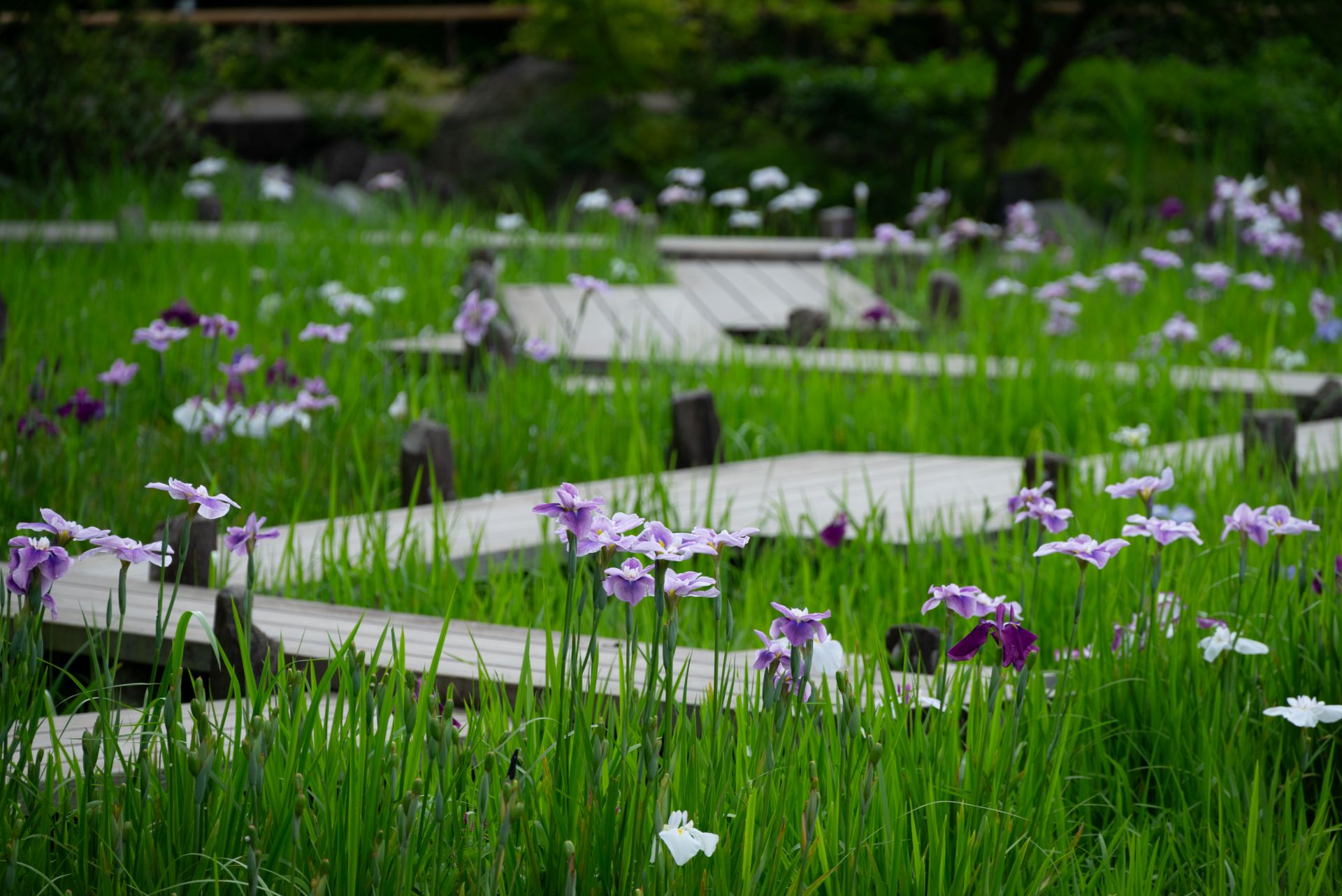 昭和記念公園