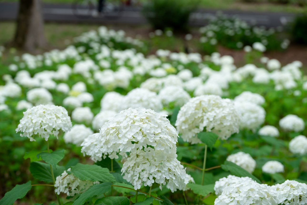 昭和記念公園