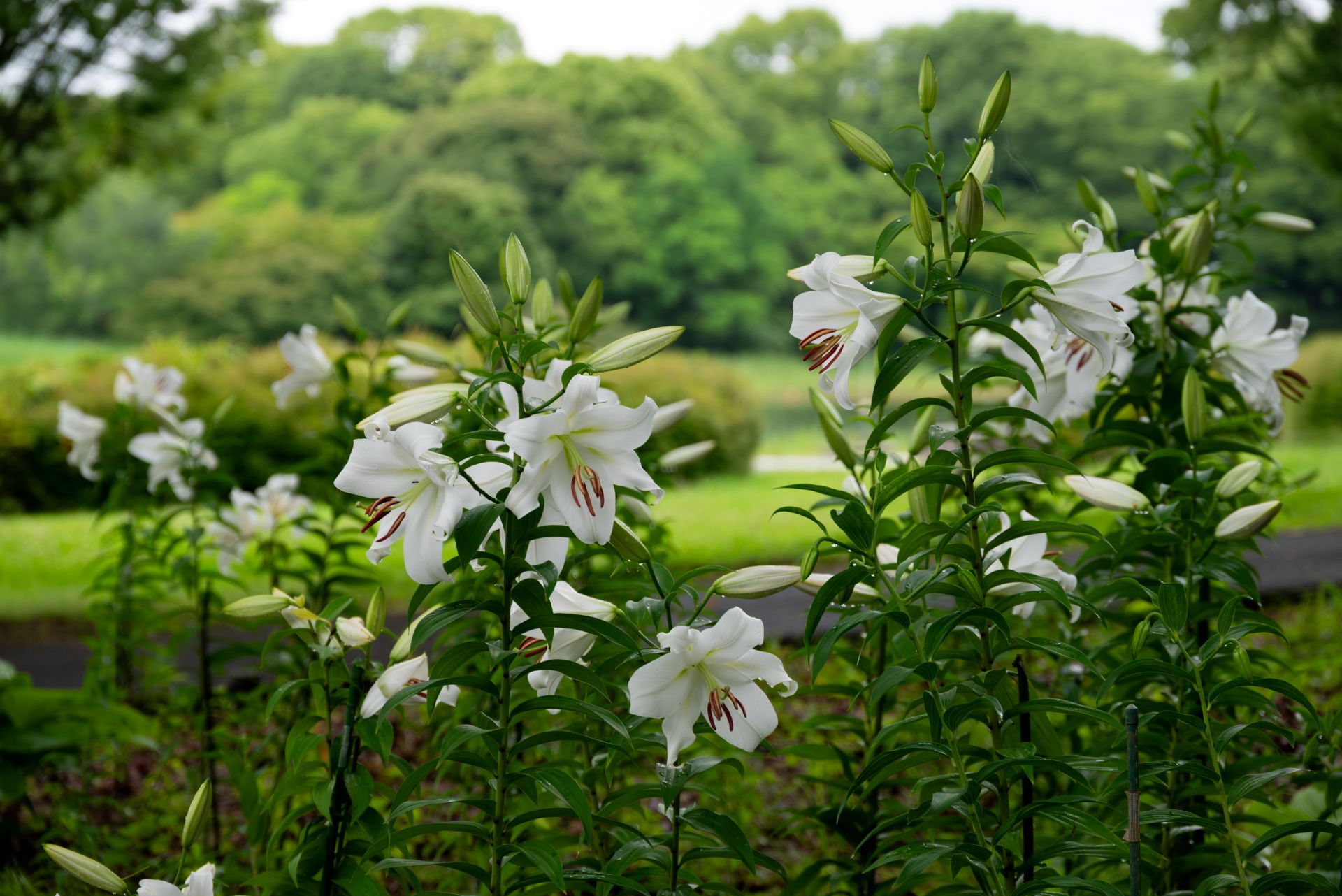 昭和記念公園