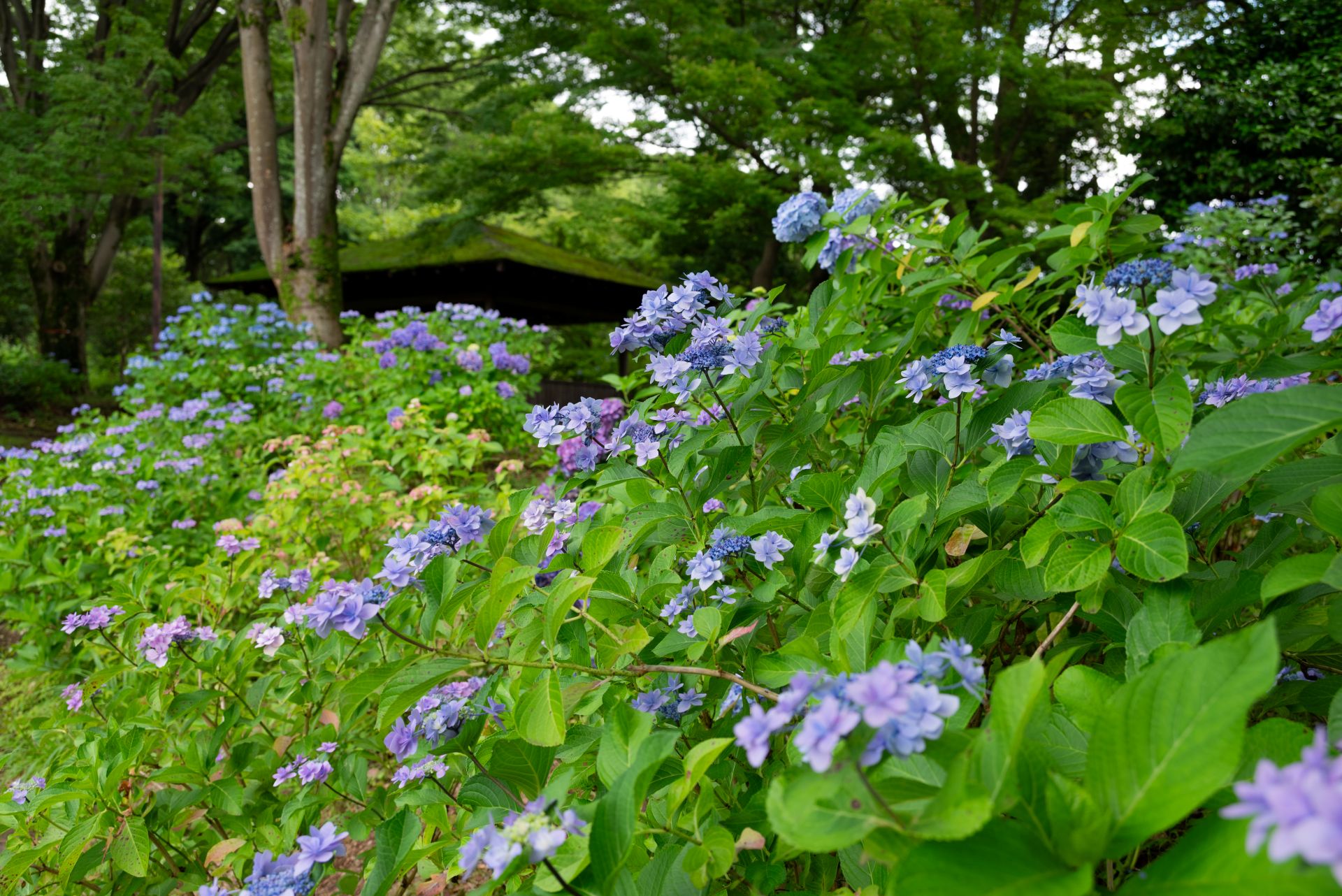 昭和記念公園