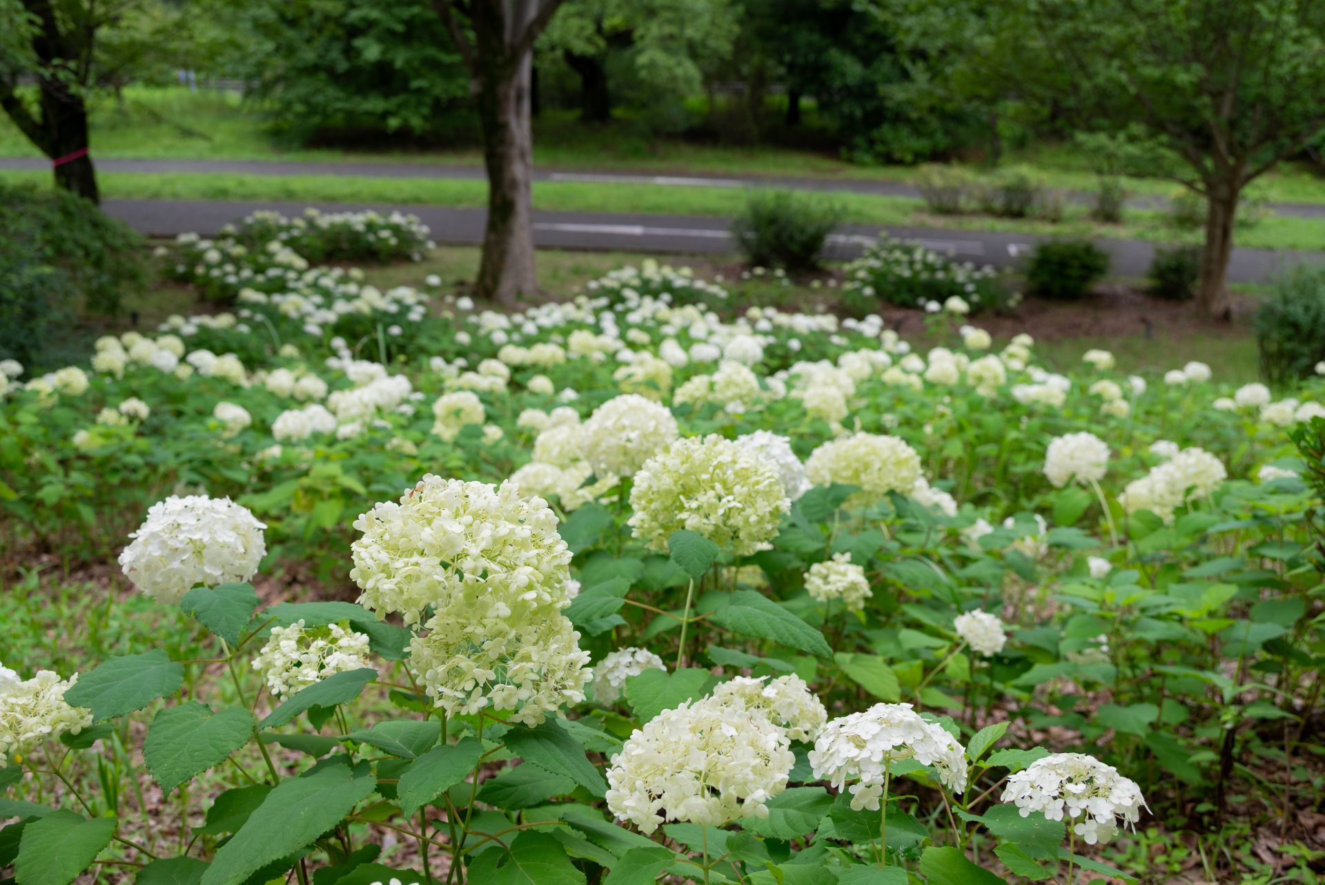 昭和記念公園