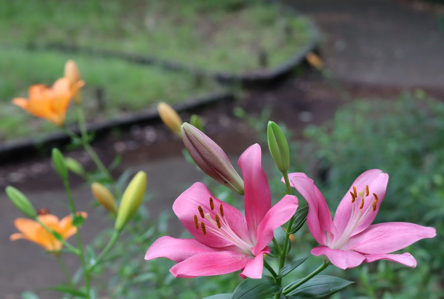 昭和記念公園