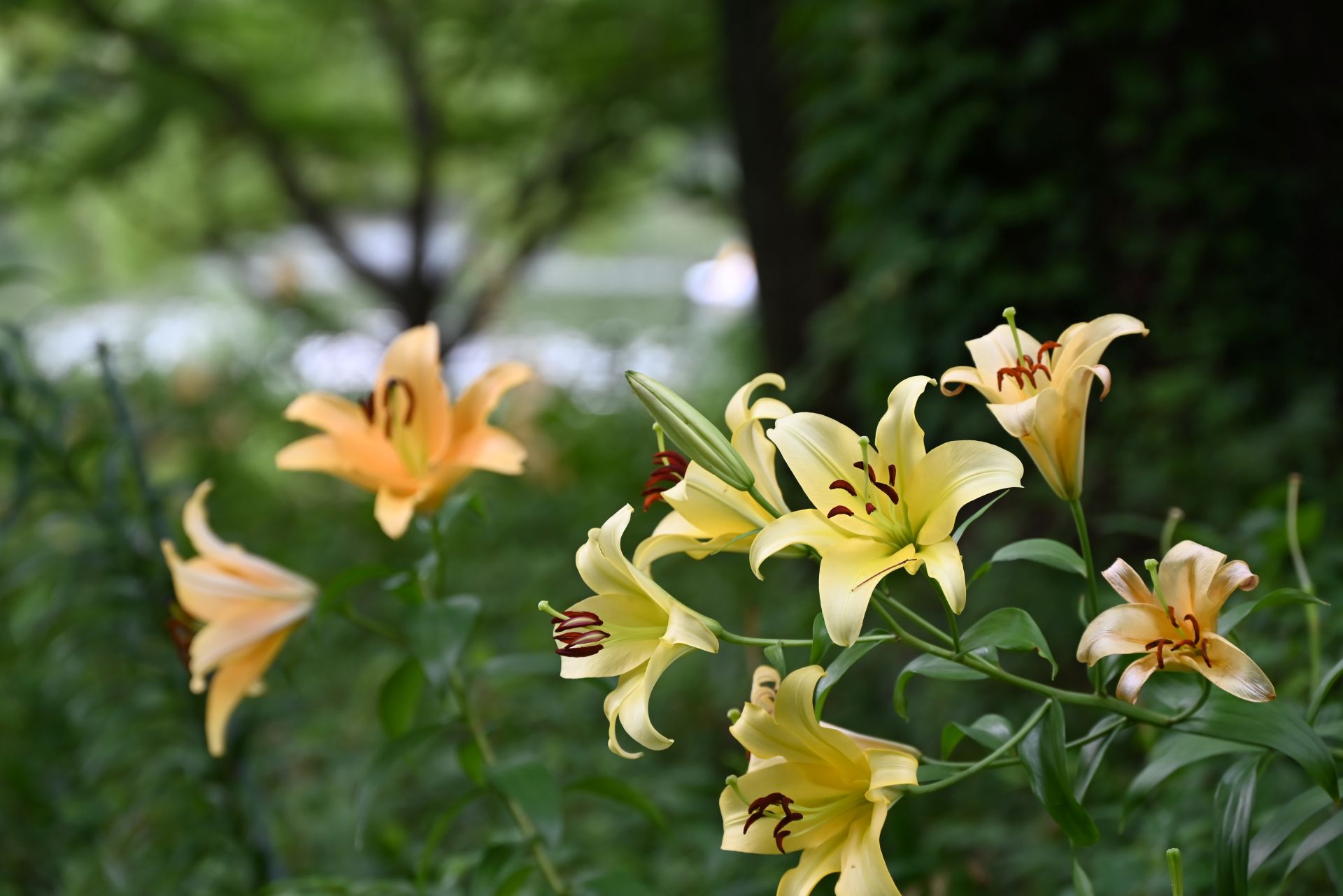 昭和記念公園