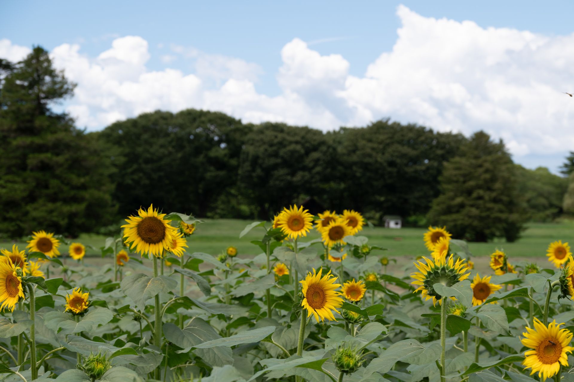 昭和記念公園