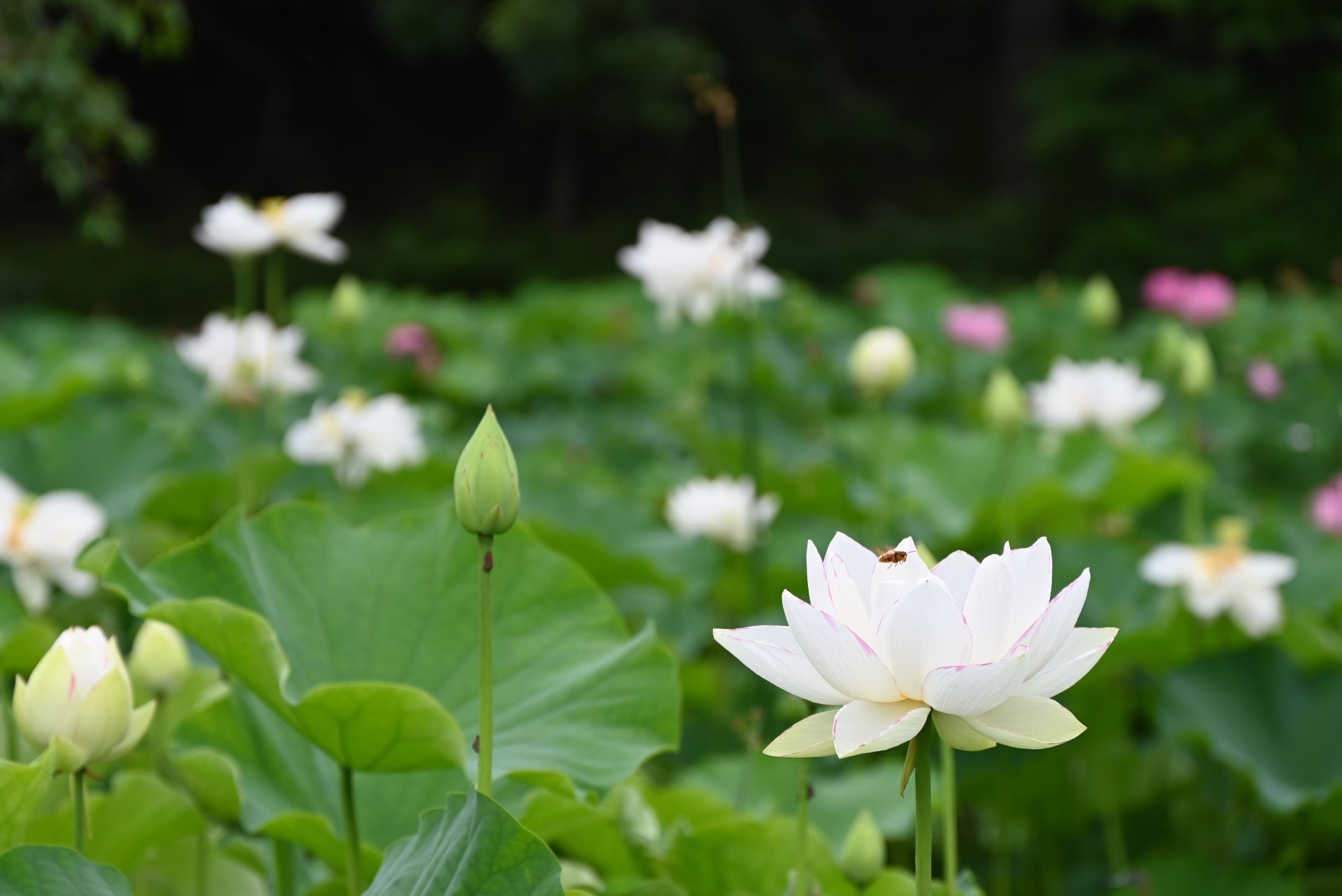 昭和記念公園