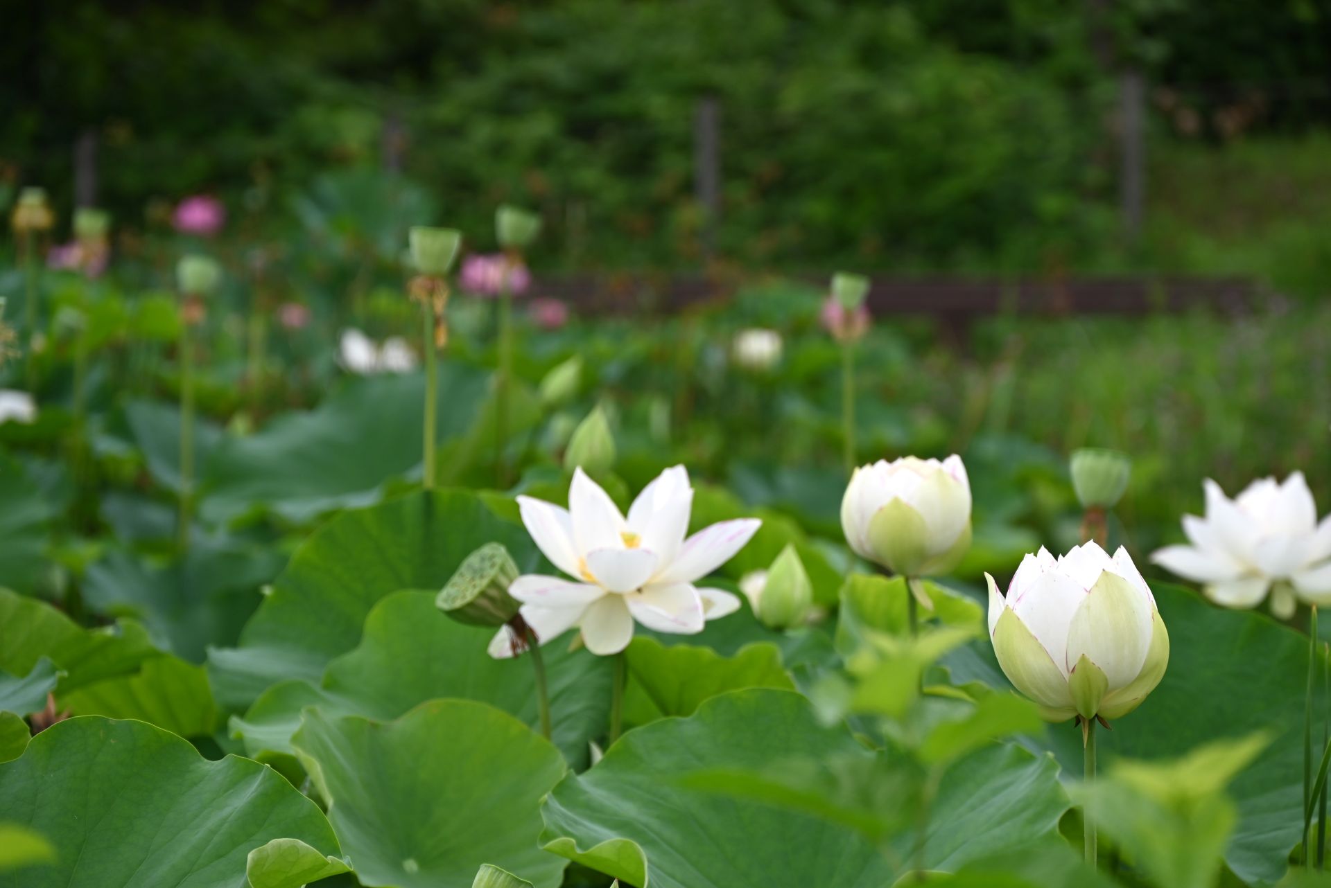 昭和記念公園
