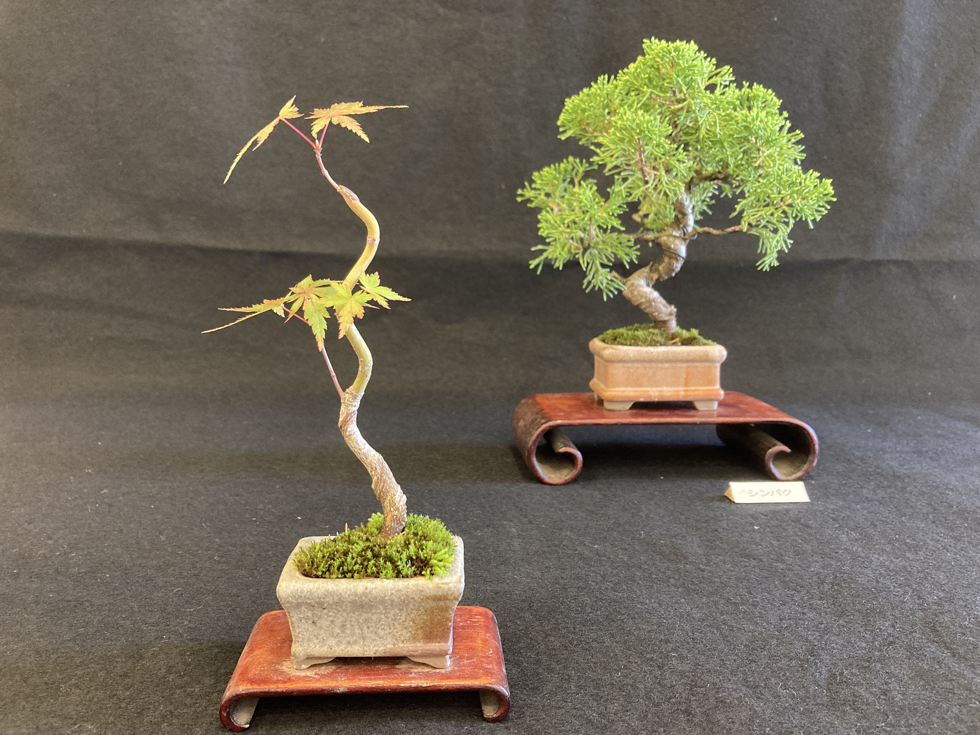 Children's Bonsai Workshop at Showa Memorial Park
