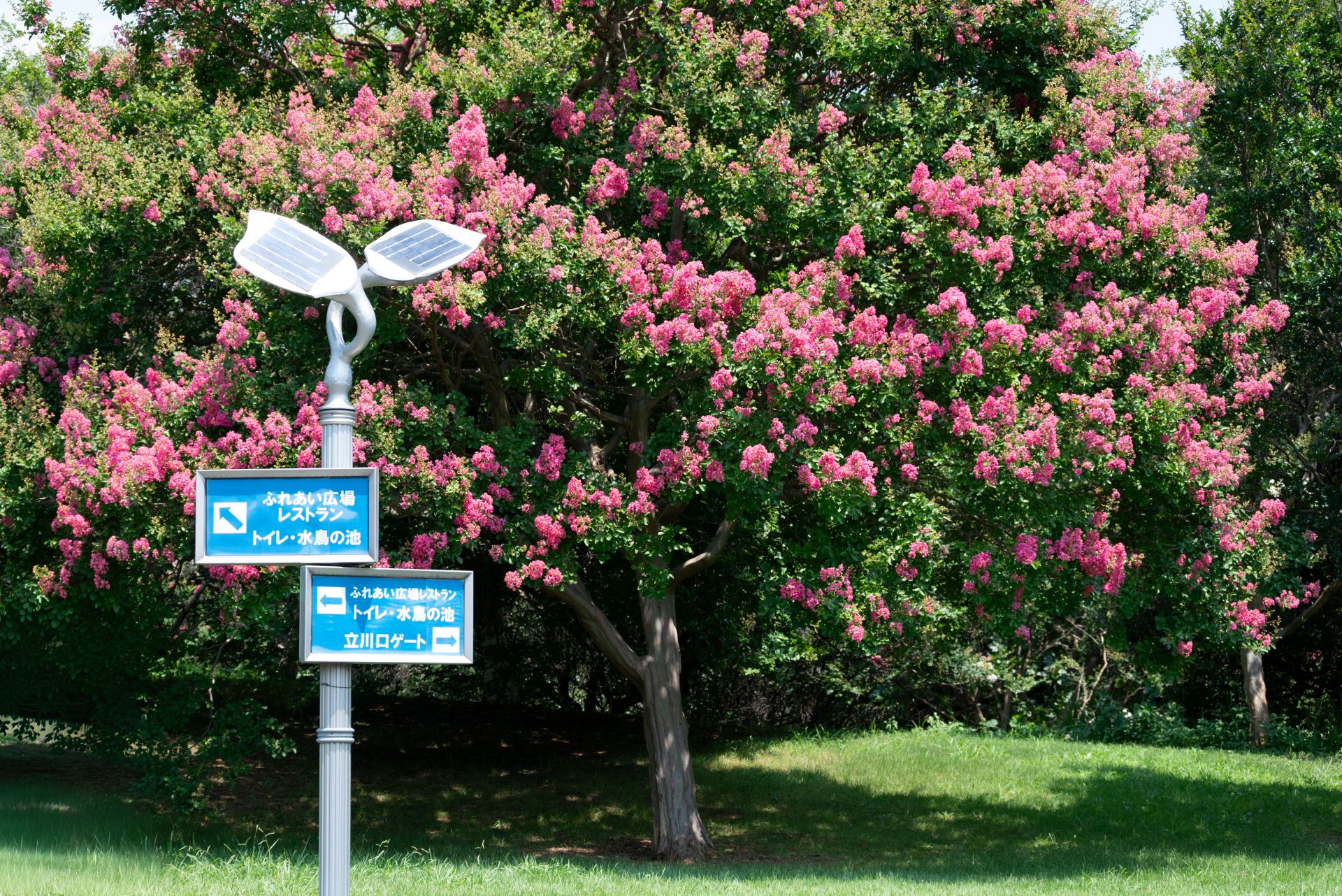 昭和記念公園