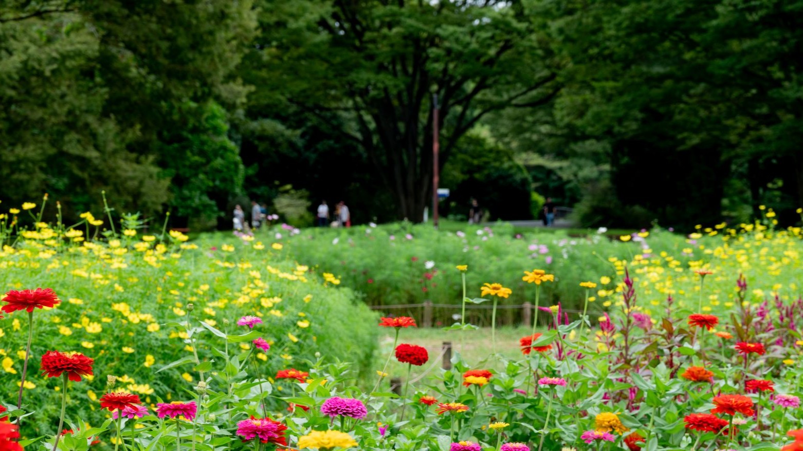 昭和記念公園