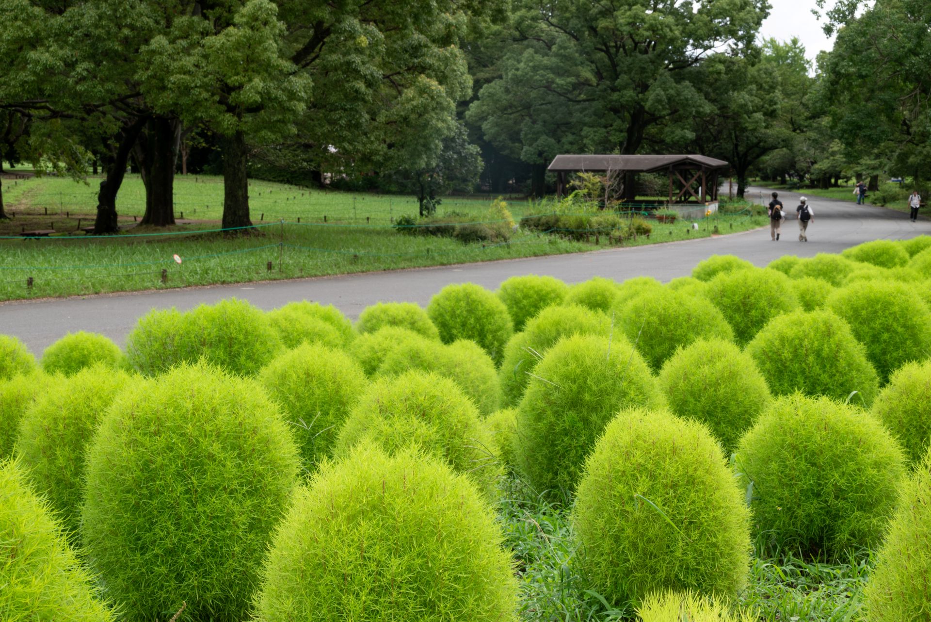 昭和記念公園