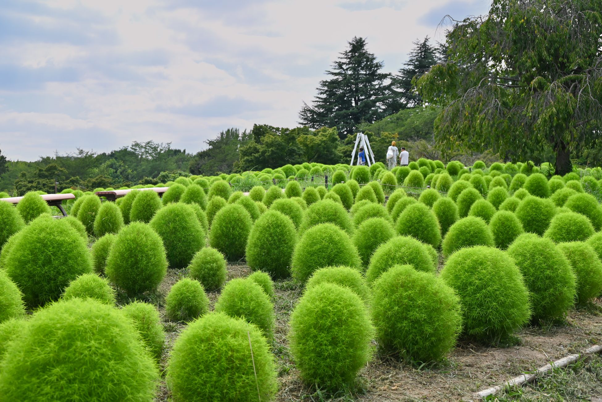 昭和記念公園