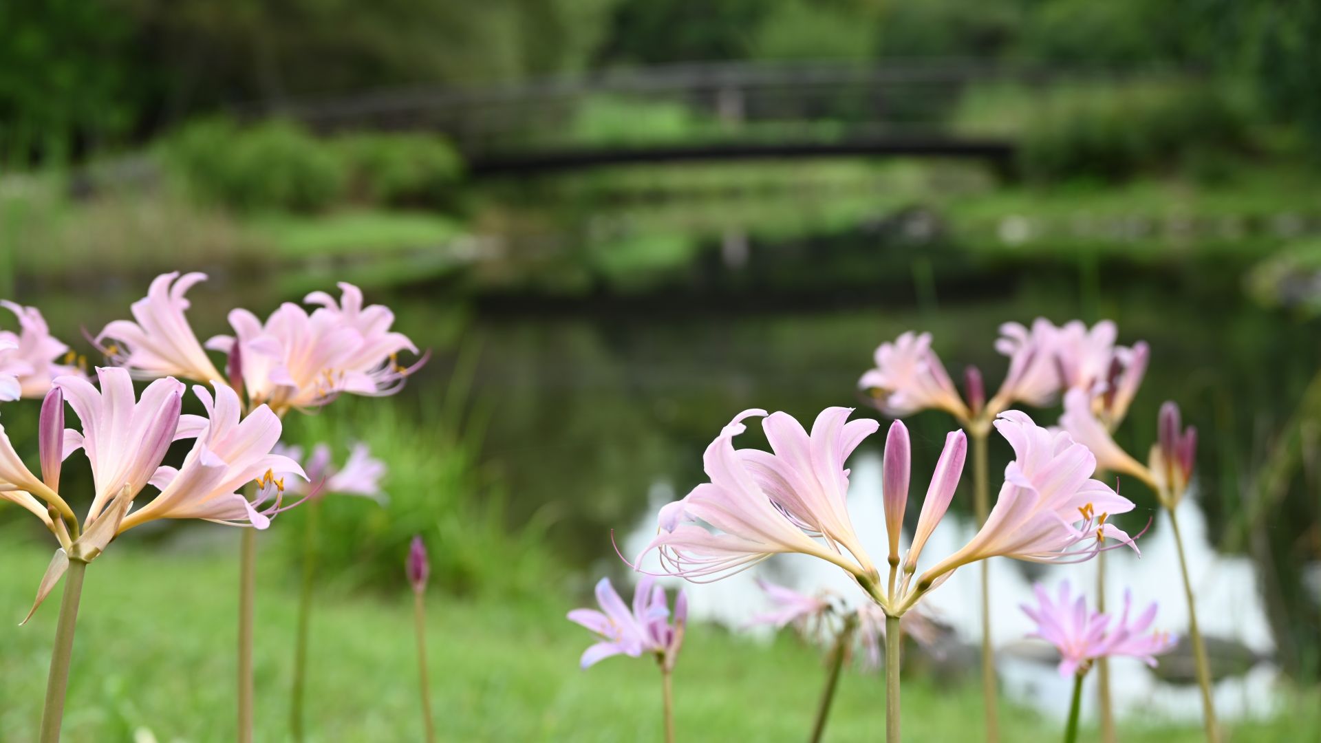 昭和記念公園