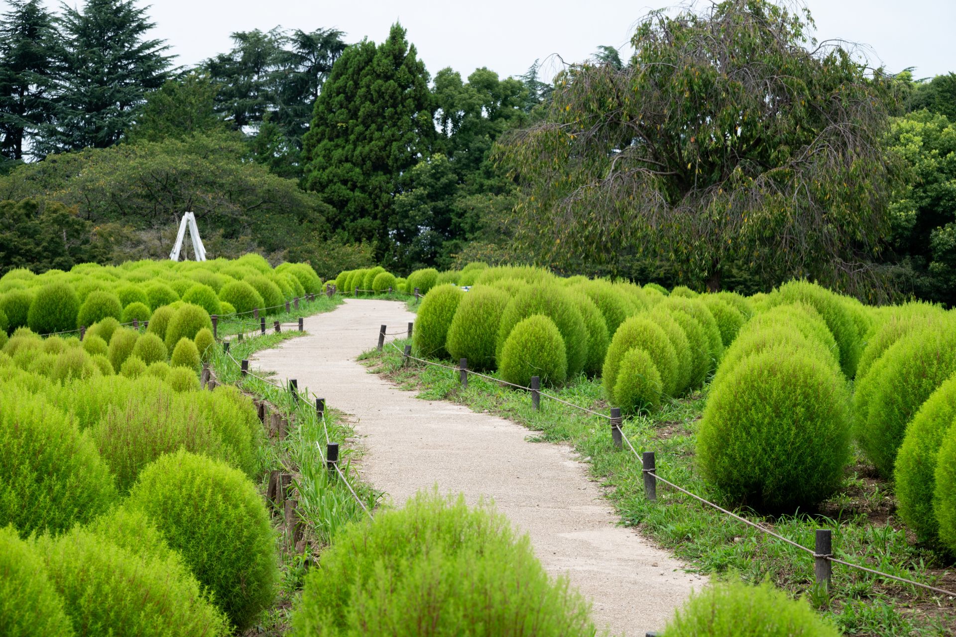 昭和記念公園