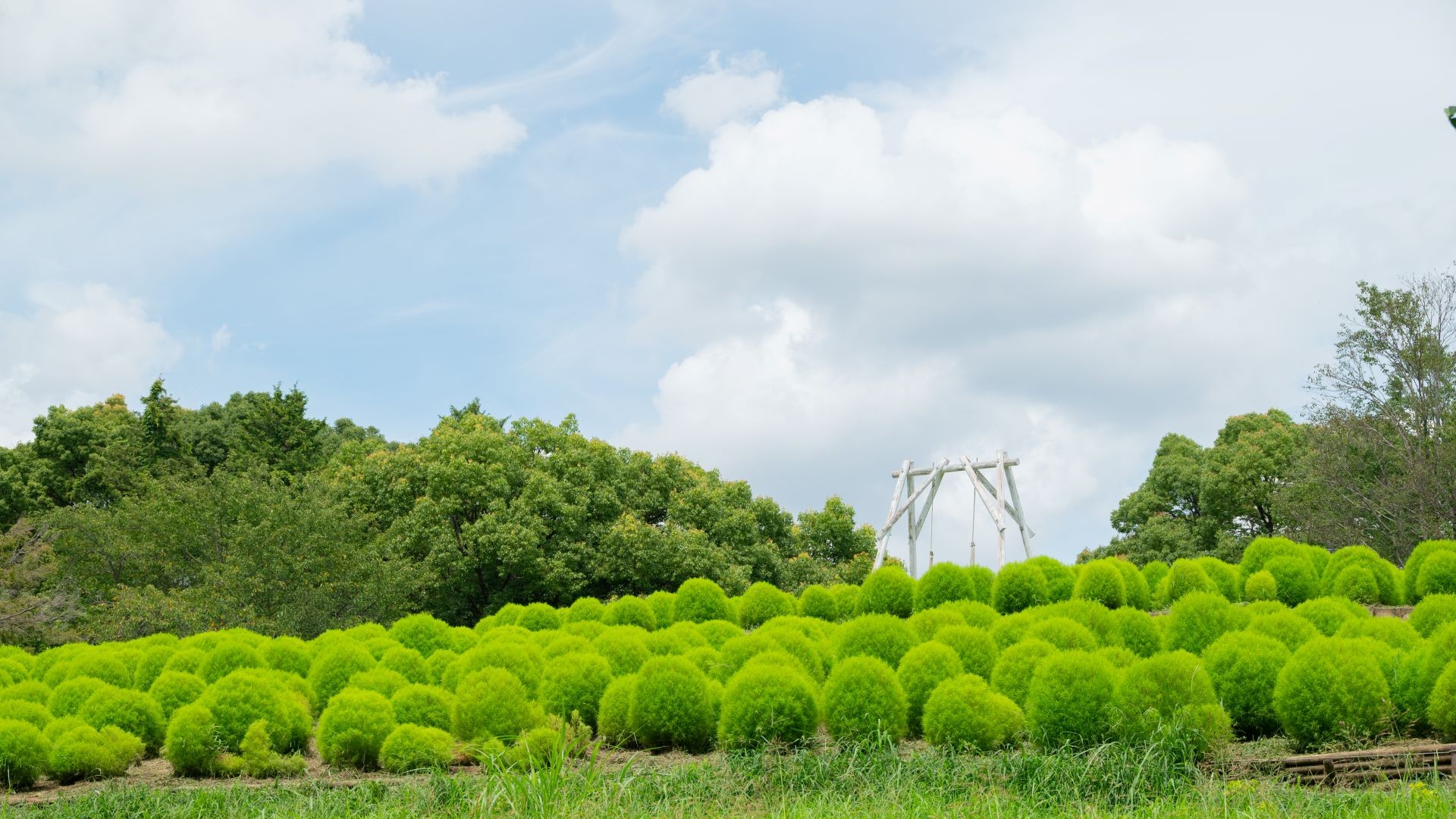 昭和記念公園